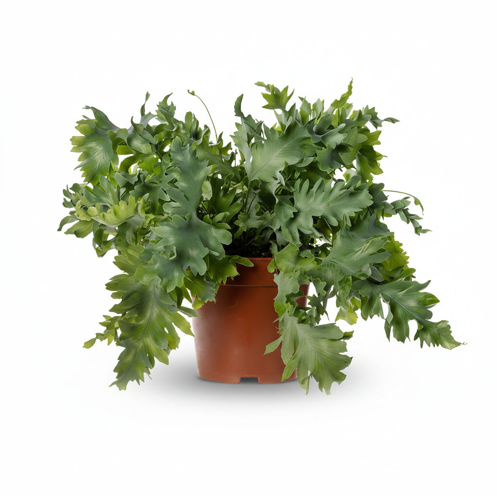 Phlebodium Davana – Helecho azul elegante - Verdeia - 1