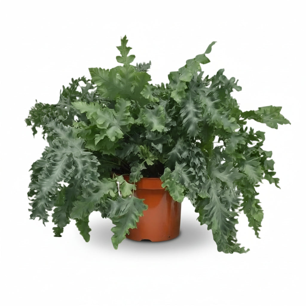 Phlebodium Davana – Helecho azul elegante - Verdeia - 5