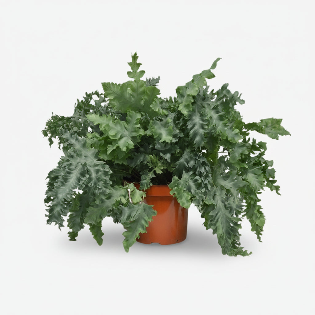 Phlebodium Davana – Helecho azul elegante - Verdeia - 5