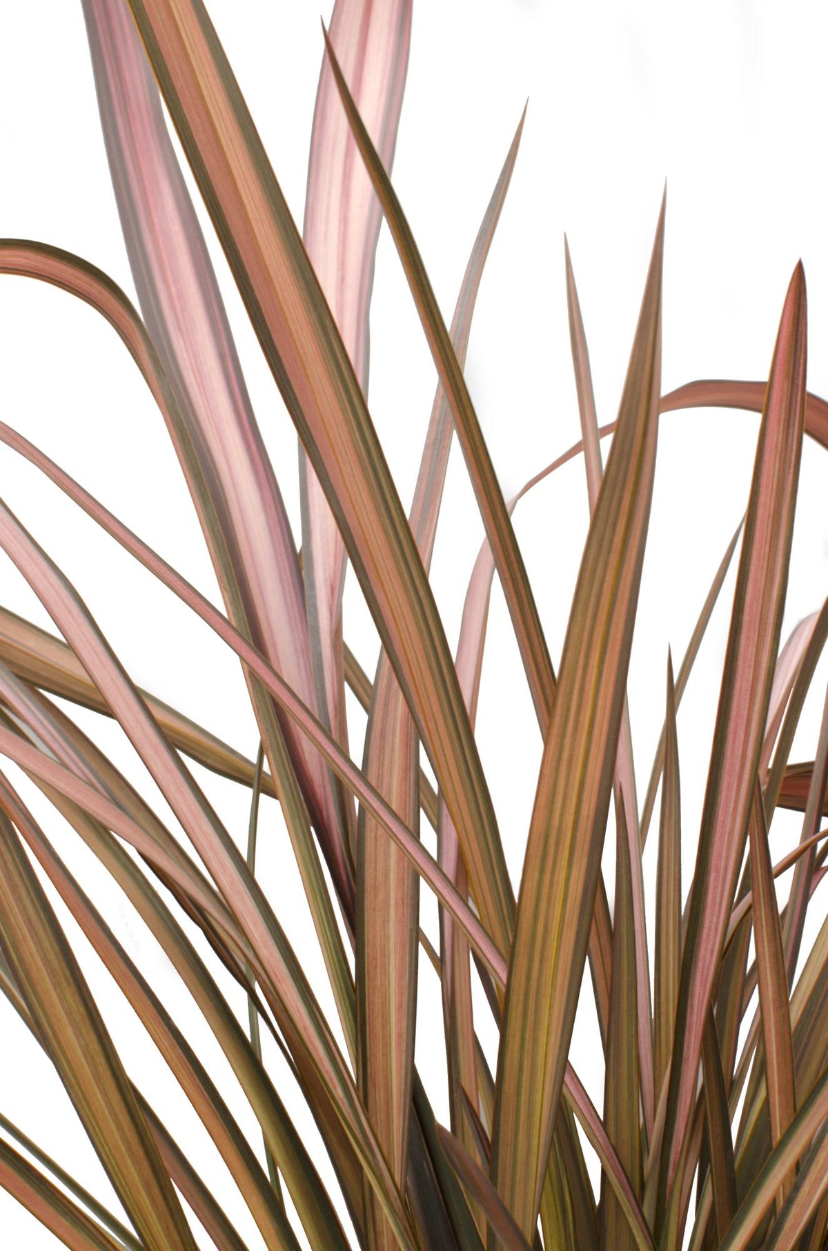 Phormium ‘Pink Flamingo’ – Lin de Nova Zelanda rosa – Verdeia – 2