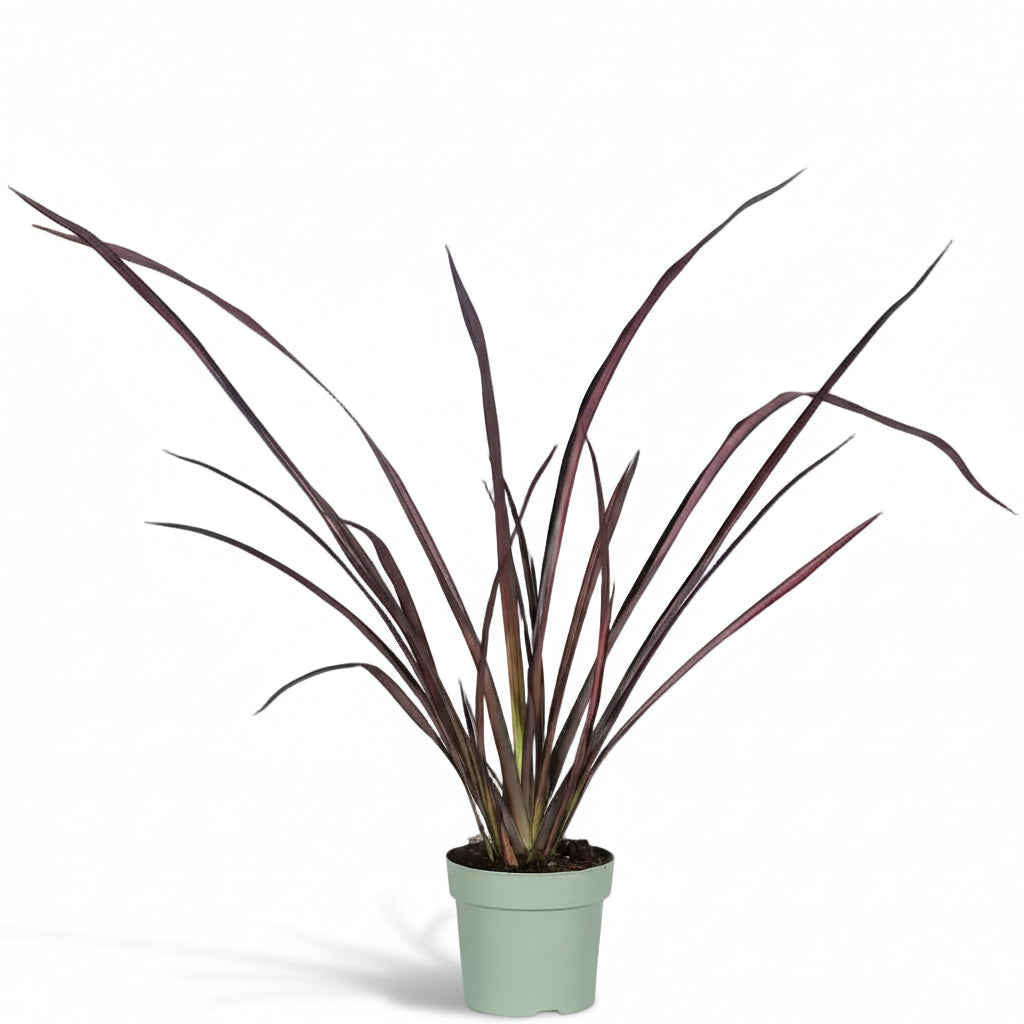 Phormium ‘Pink Flamingo’ – Lin de Nova Zelanda rosa – Verdeia – 1