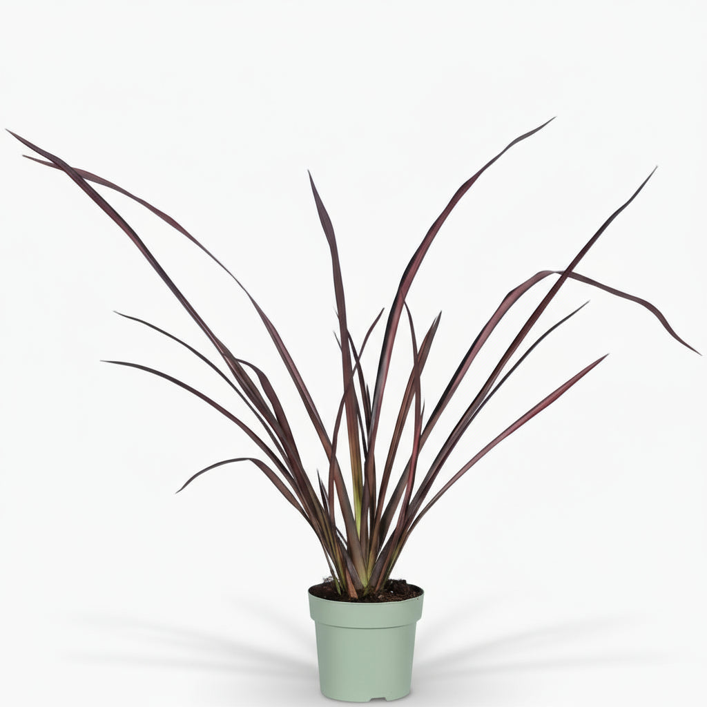Phormium ‘Pink Flamingo’ – Lin de Nueva Zelanda rosa - Verdeia - 1