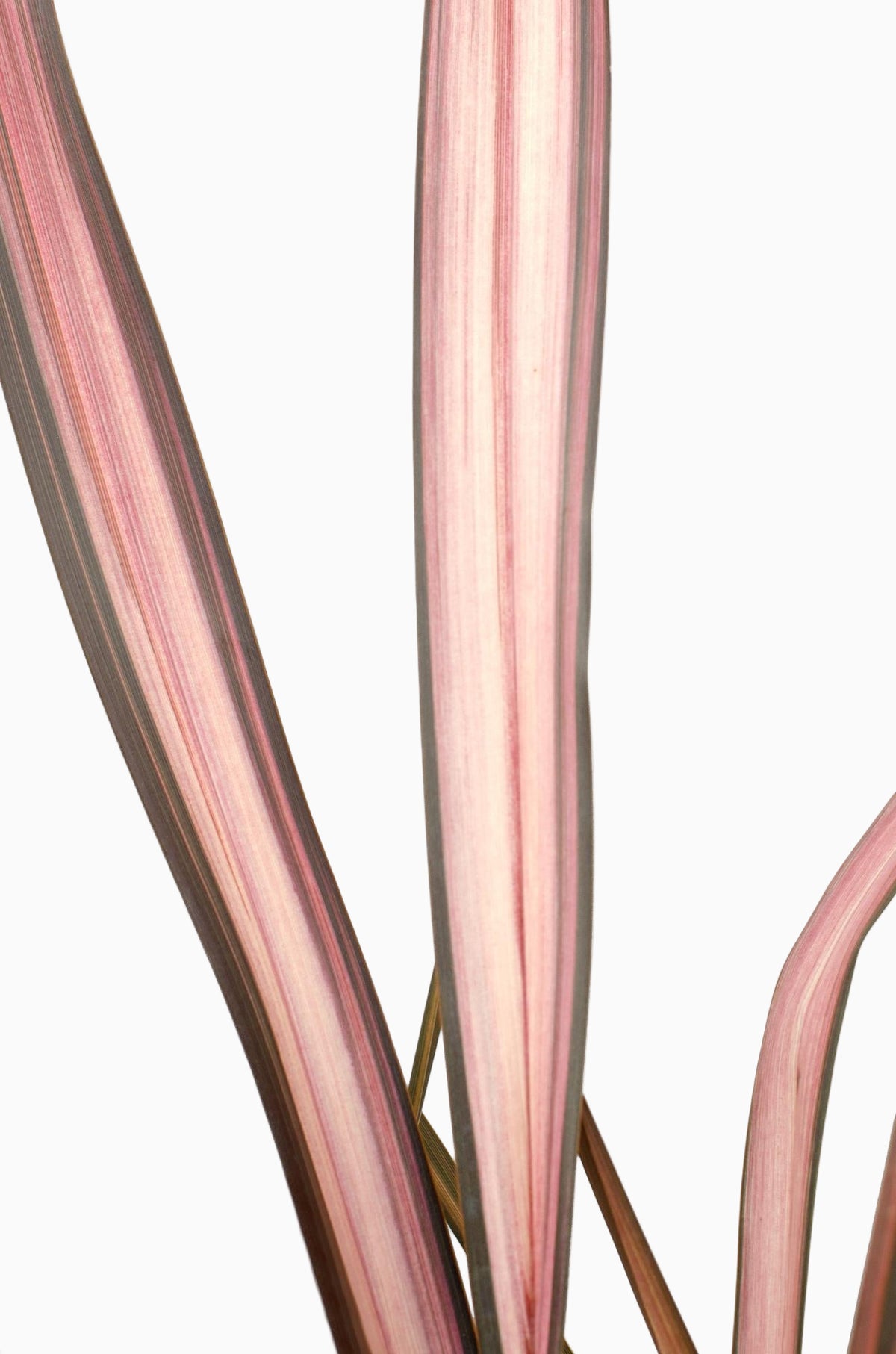 Phormium ‘Pink Flamingo’ – Lin de Nouvelle-Zélande rosa – Verdeia – 3