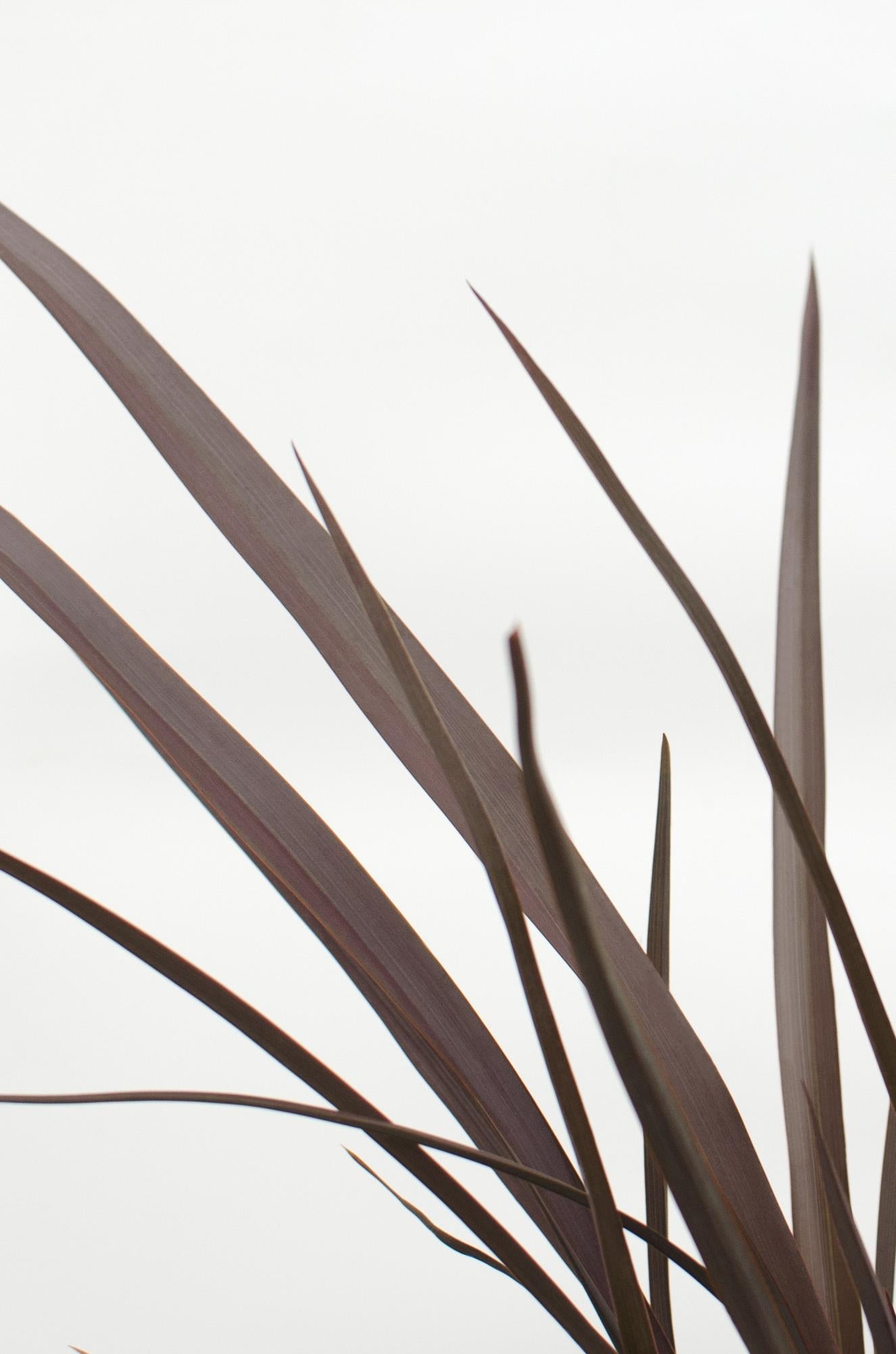 Phormium ‘Rubra Nana’ – Lin de Nueva Zelanda rojo - Verdeia - 2