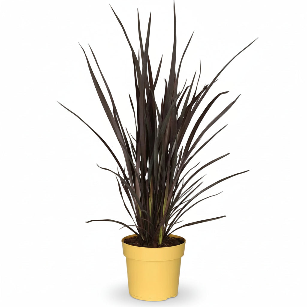 Phormium Rubra Nana (Lino de Nueva Zelanda rojo) - Verdeia - 3