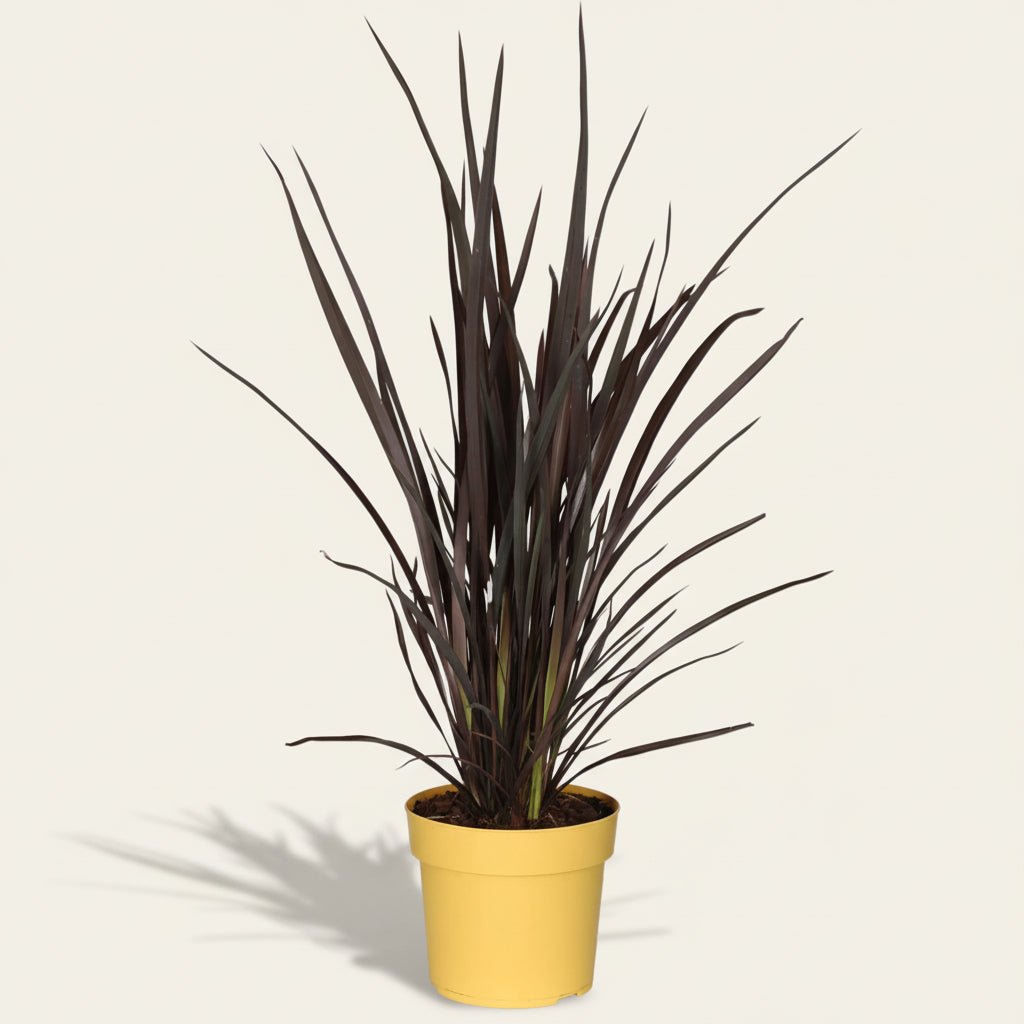 Phormium Rubra Nana (Lin de Nouvelle - Zélande rouge) - Verdeia - 3