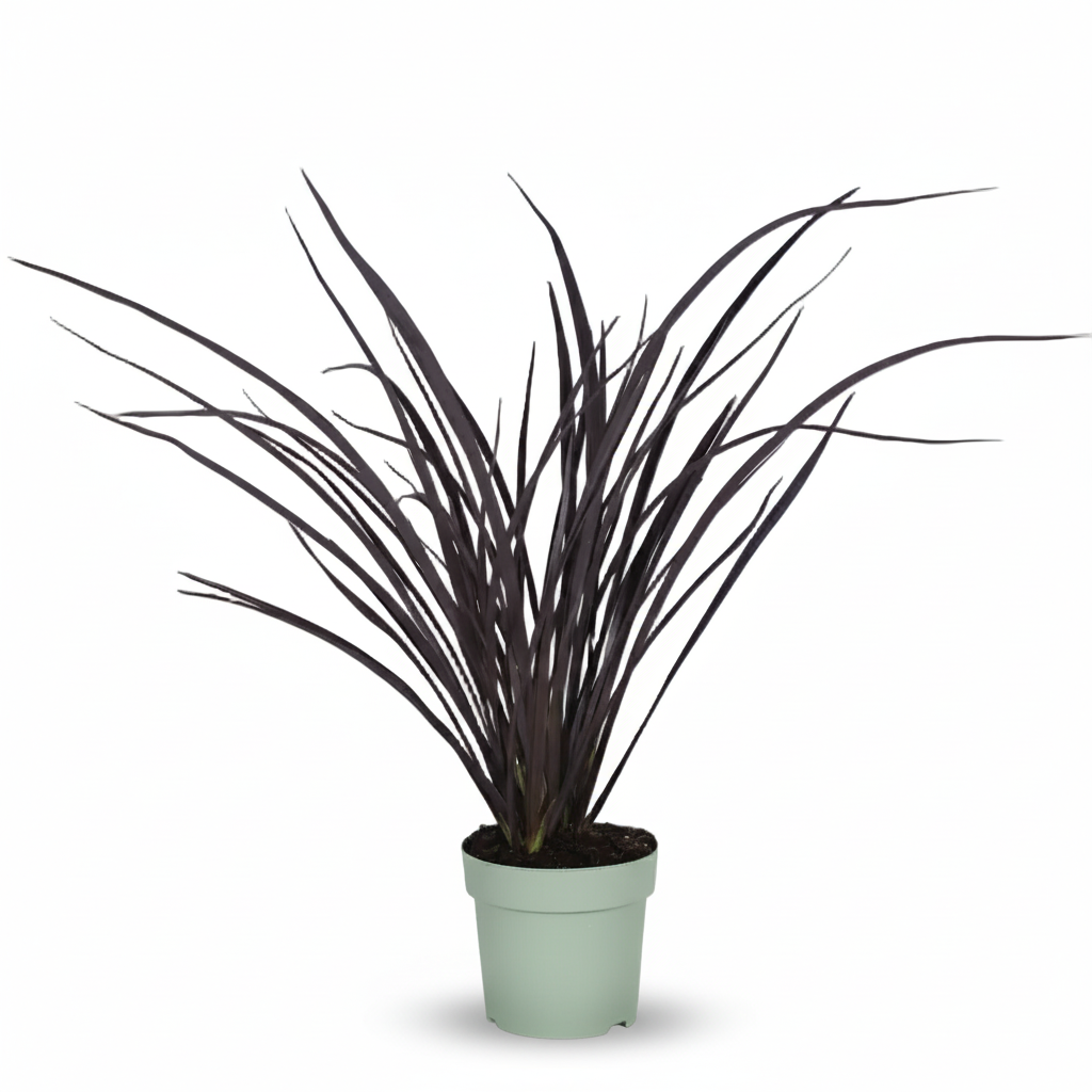 Phormium ‘Rubra Nana’ – Lin de Nueva Zelanda rojo - Verdeia - 1