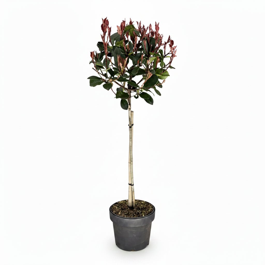 Photinia fraseri &