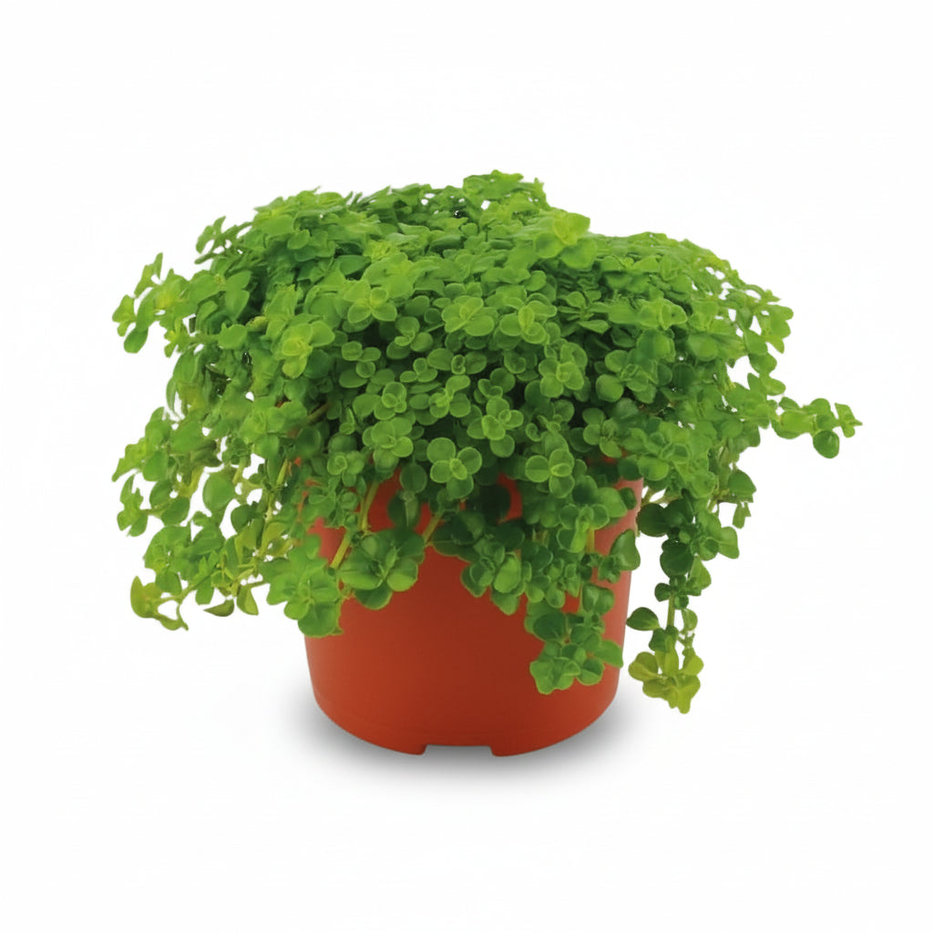 Pilea depressa — Rostlina z hliníku — Ø10,5 cm — V15 cm - Verdeia - 1