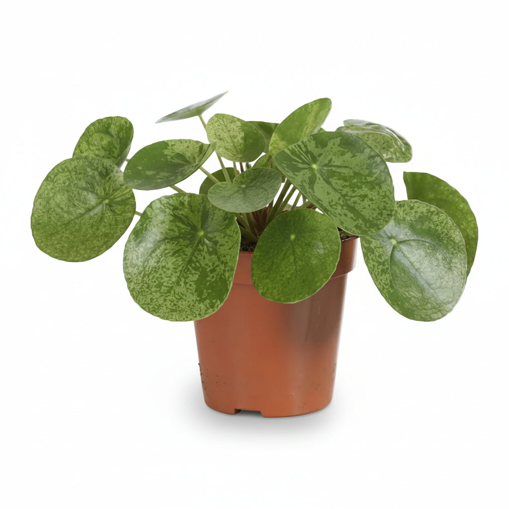 Pilea ‘Mojito’ — Ø13 cm — H20 cm - Verdeia - 1