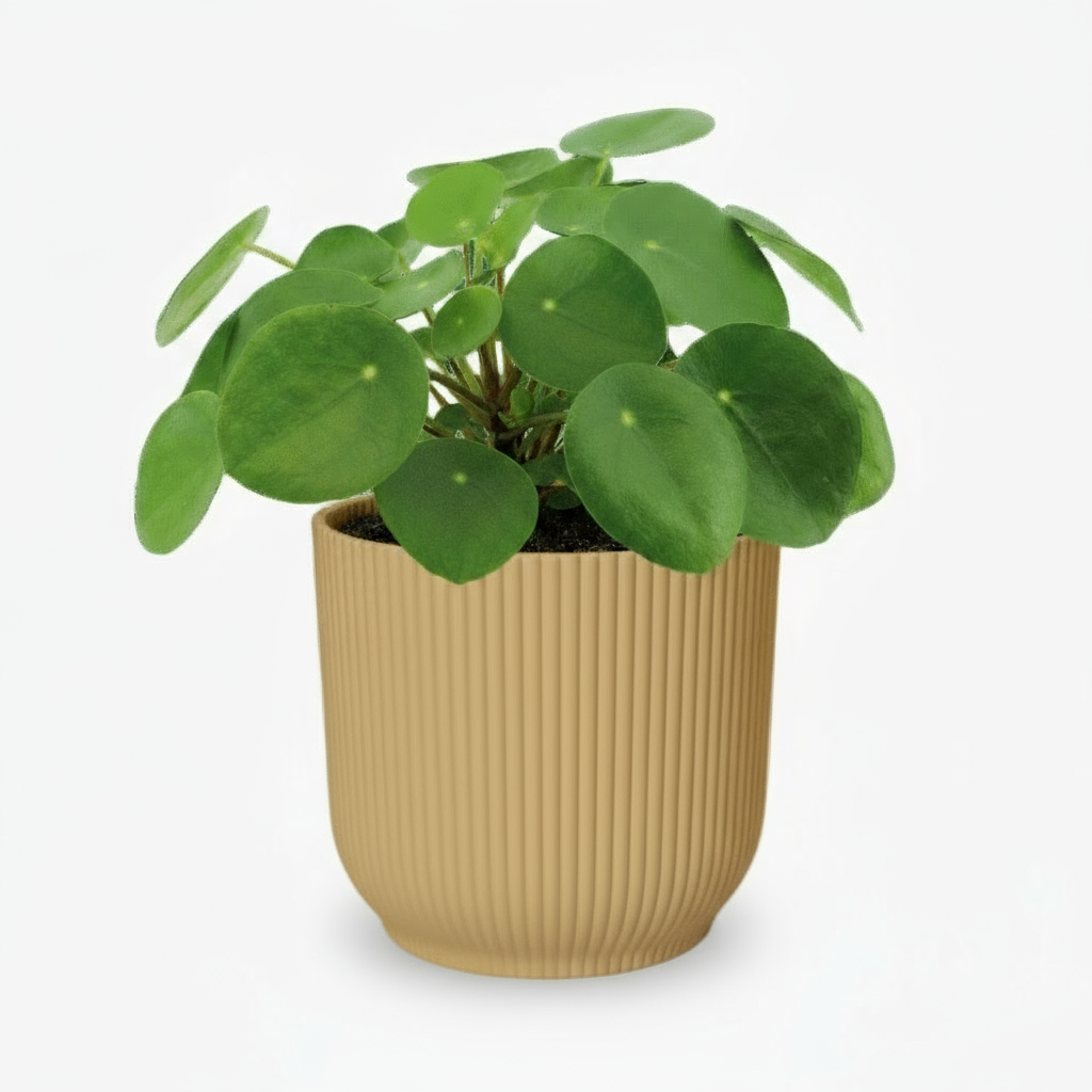Pilea Peperomioides – Plante à monnaie chinoise - Verdeia