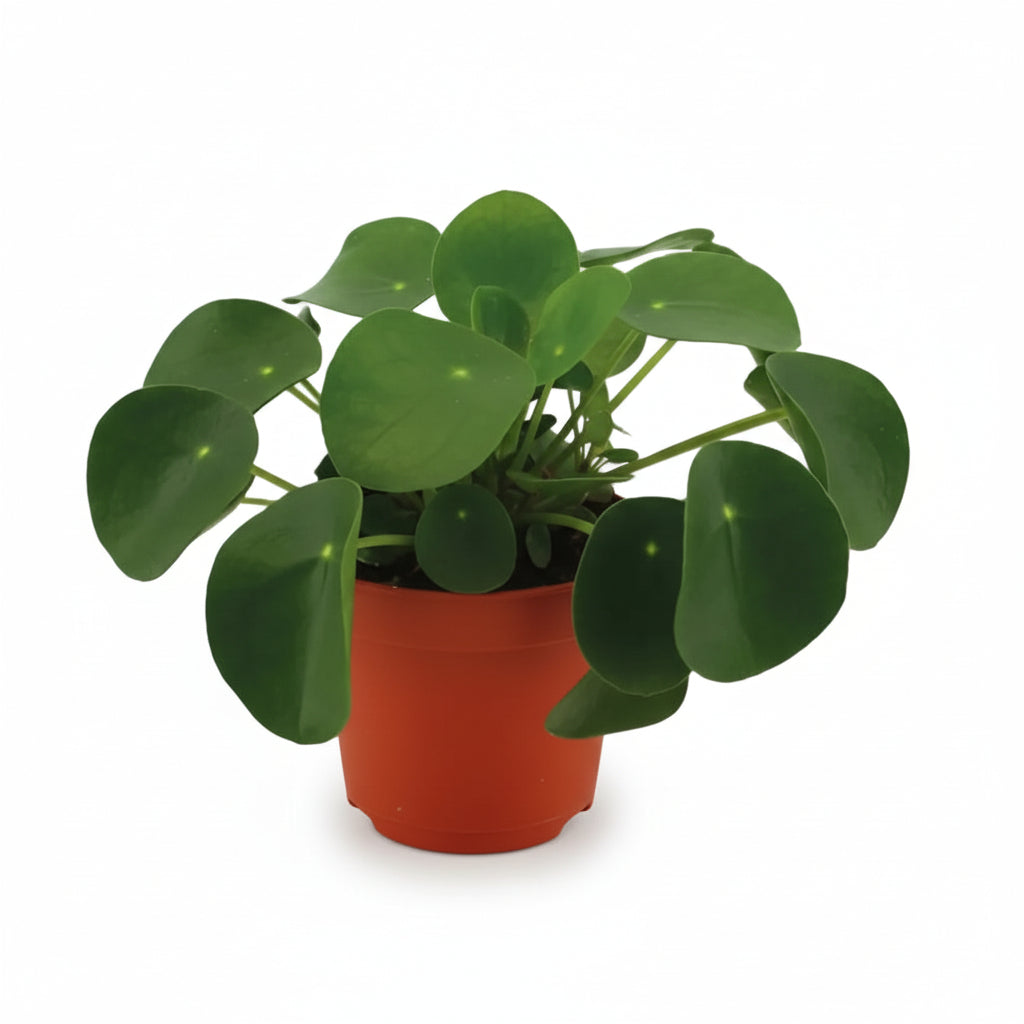 Pilea Peperomioides — Planta de moneda china - Verdeia - 1