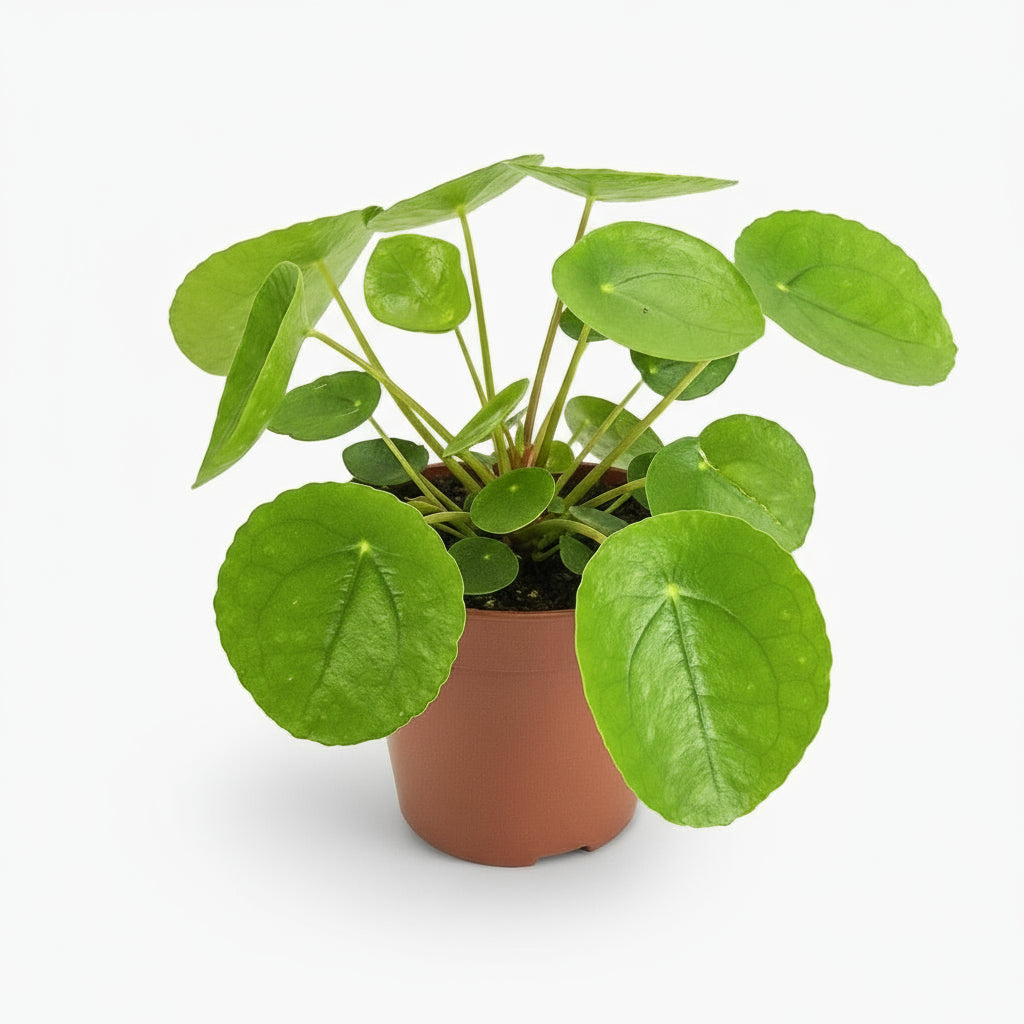Pilea Peperomioides – Plante à monnaie chinoise - Verdeia