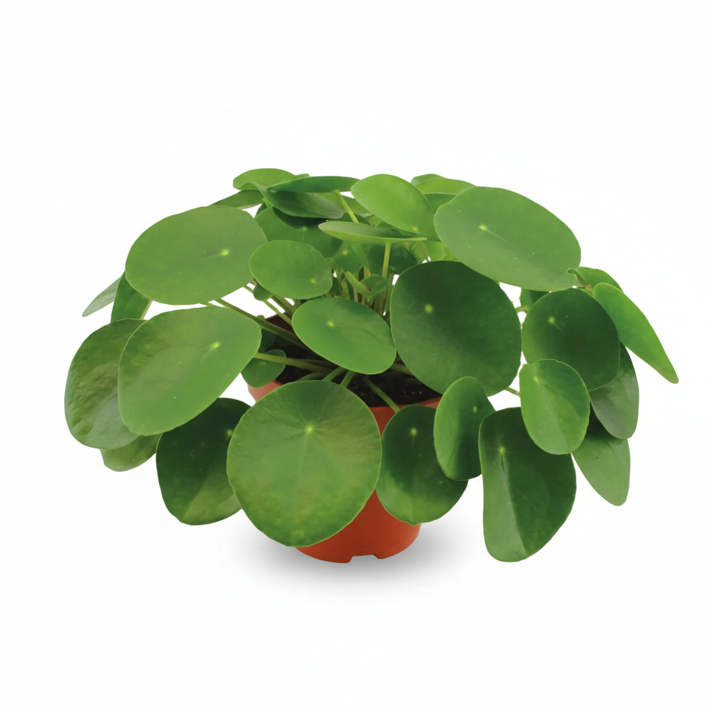 Pilea Peperomioides — Planta de moneda china - Verdeia - 6