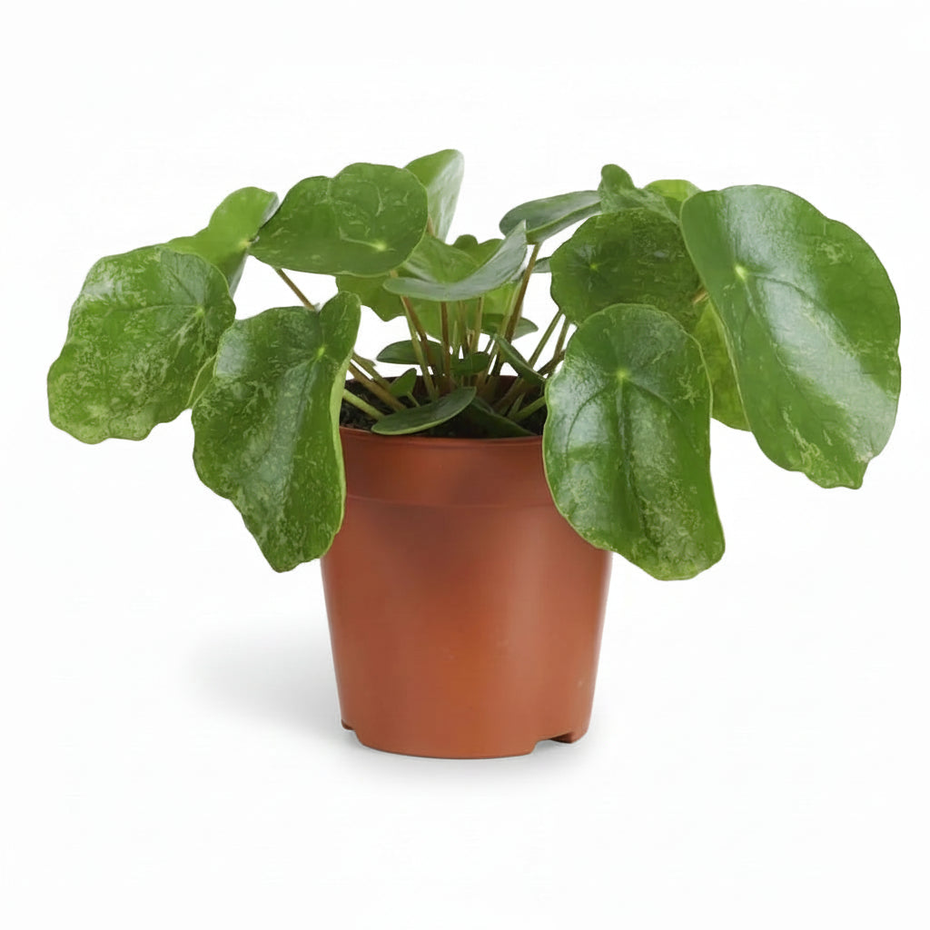 Pilea Sugar — Ø13 cm — H20 cm - Verdeia - 1