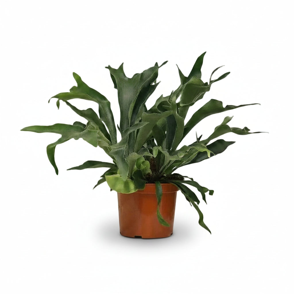 Platycerium bifurcatum – Helecho cuerno de ciervo tropical - Verdeia - 1