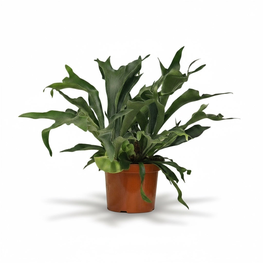 Platycerium bifurcatum – Helecho cuerno de ciervo tropical - Verdeia - 1