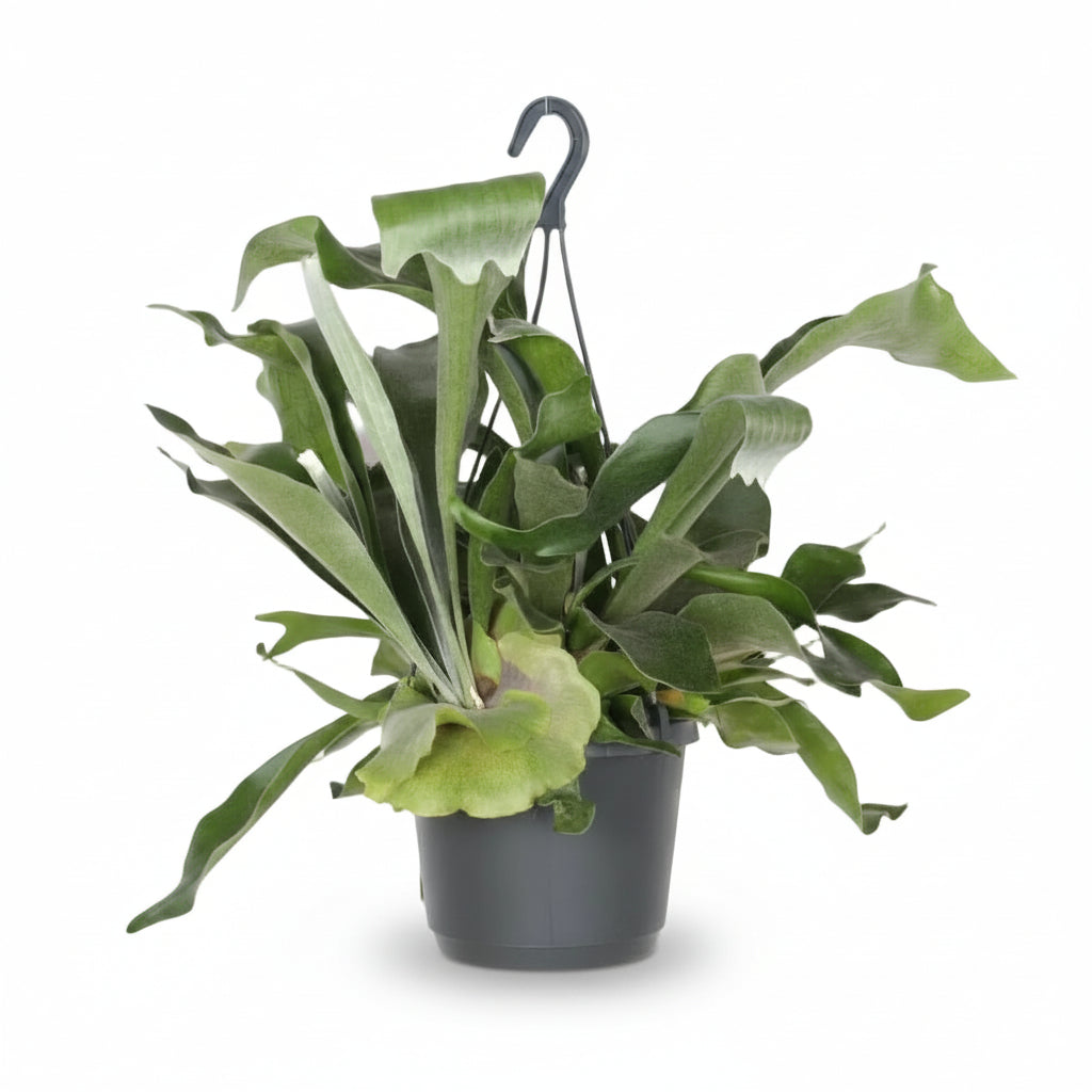 Platycerium bifurcatum – Helecho cuerno de ciervo tropical - Verdeia - 5