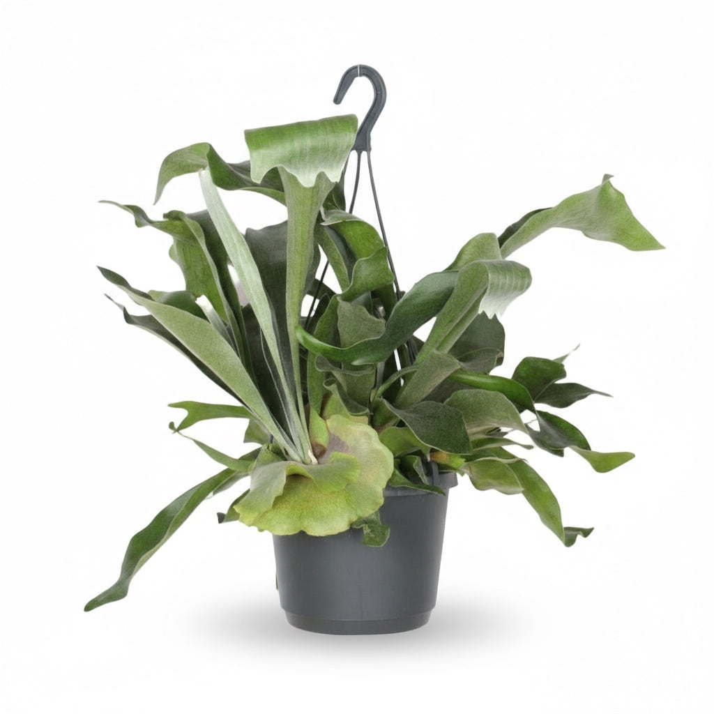 Platycerium bifurcatum – Helecho cuerno de ciervo tropical - Verdeia - 5