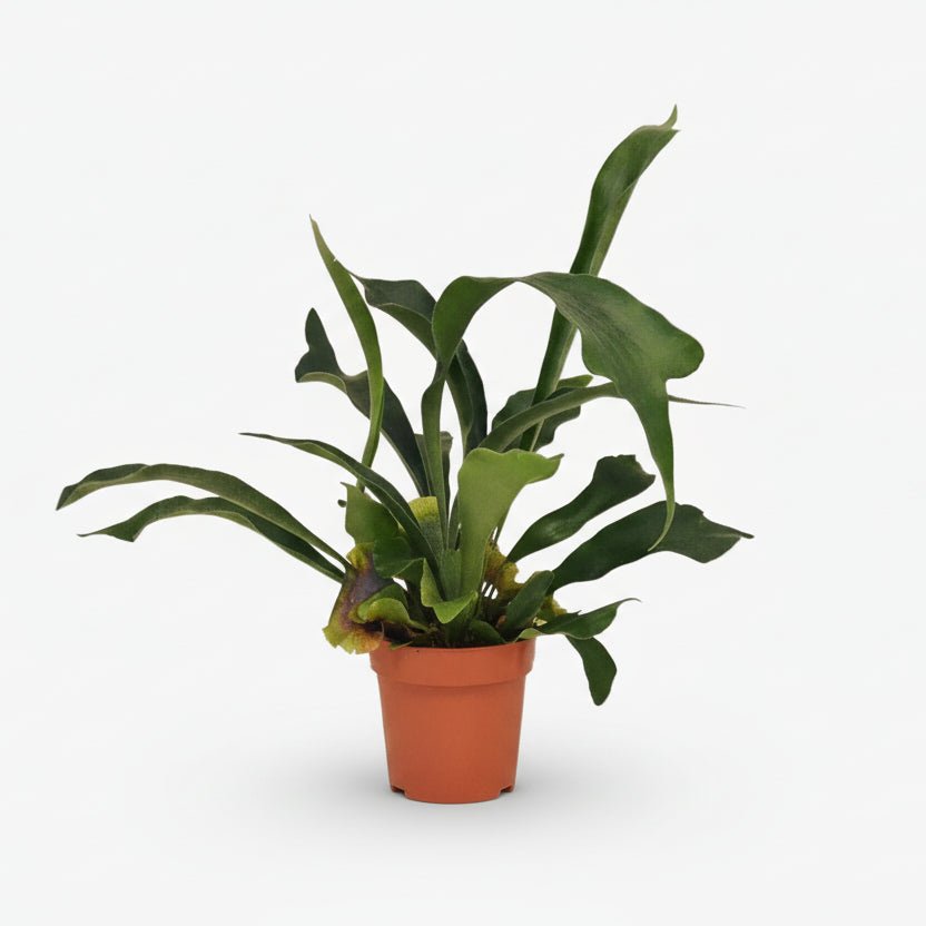 Platycerium bifurcatum – Helecho cuerno de ciervo tropical - Verdeia - 7