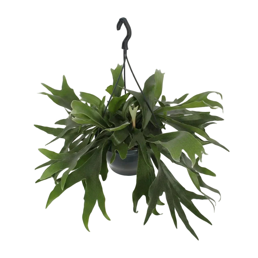Platycerium bifurcatum – Helecho cuerno de ciervo tropical - Verdeia - 6