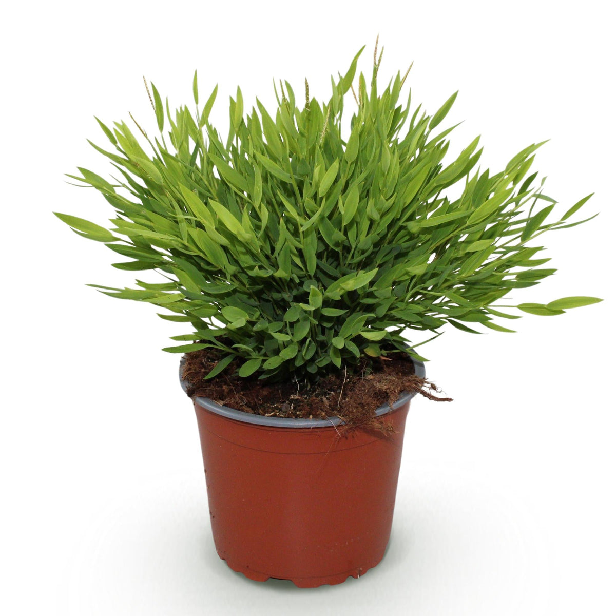Pogonatherum paniceum &