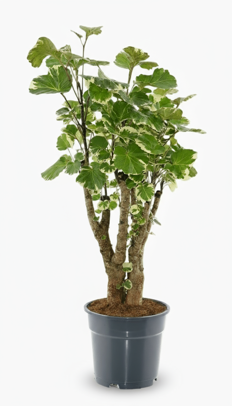 Polyscias Balfouriana – Aralia à feuilles rondes – Ø17cm – ↕50cm - Verdeia