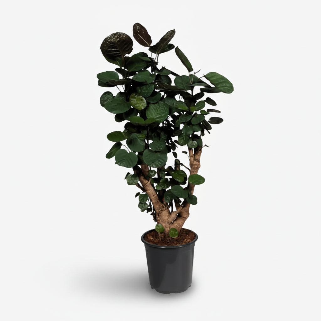 Polyscias Fabian — Aràlia d’interior amb fullatge porpra - Verdeia - 1