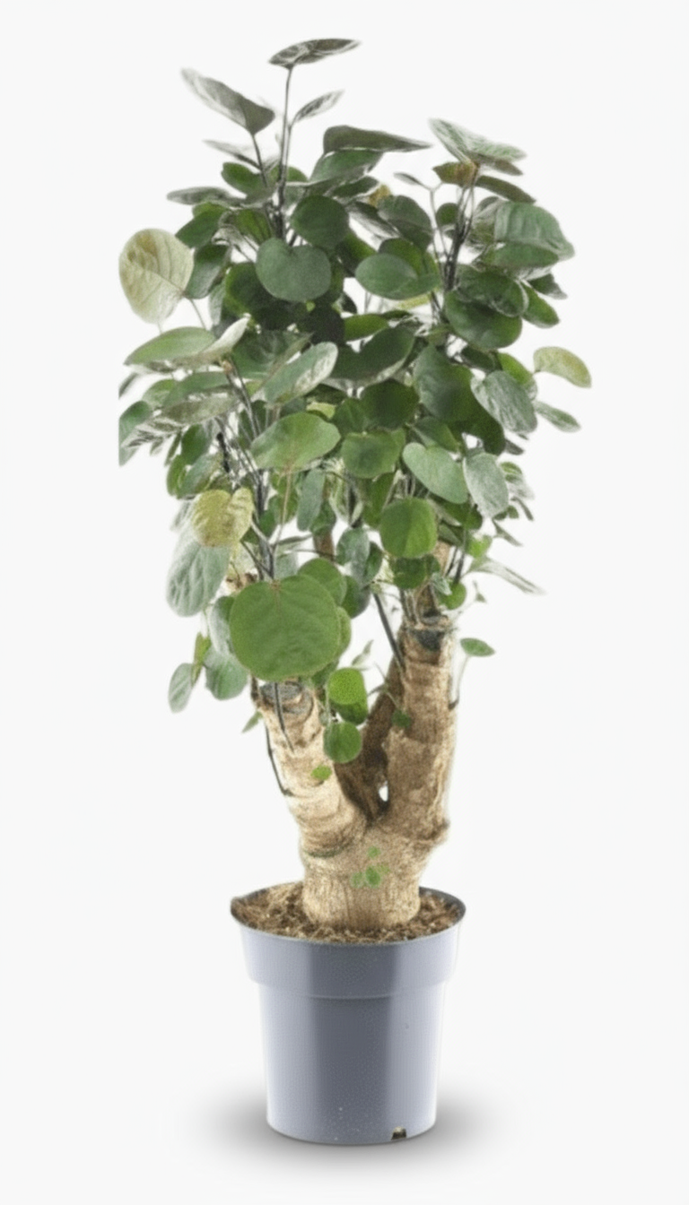 Polyscias Fabian – Aralia d’intérieur au feuillage pourpré - Verdeia