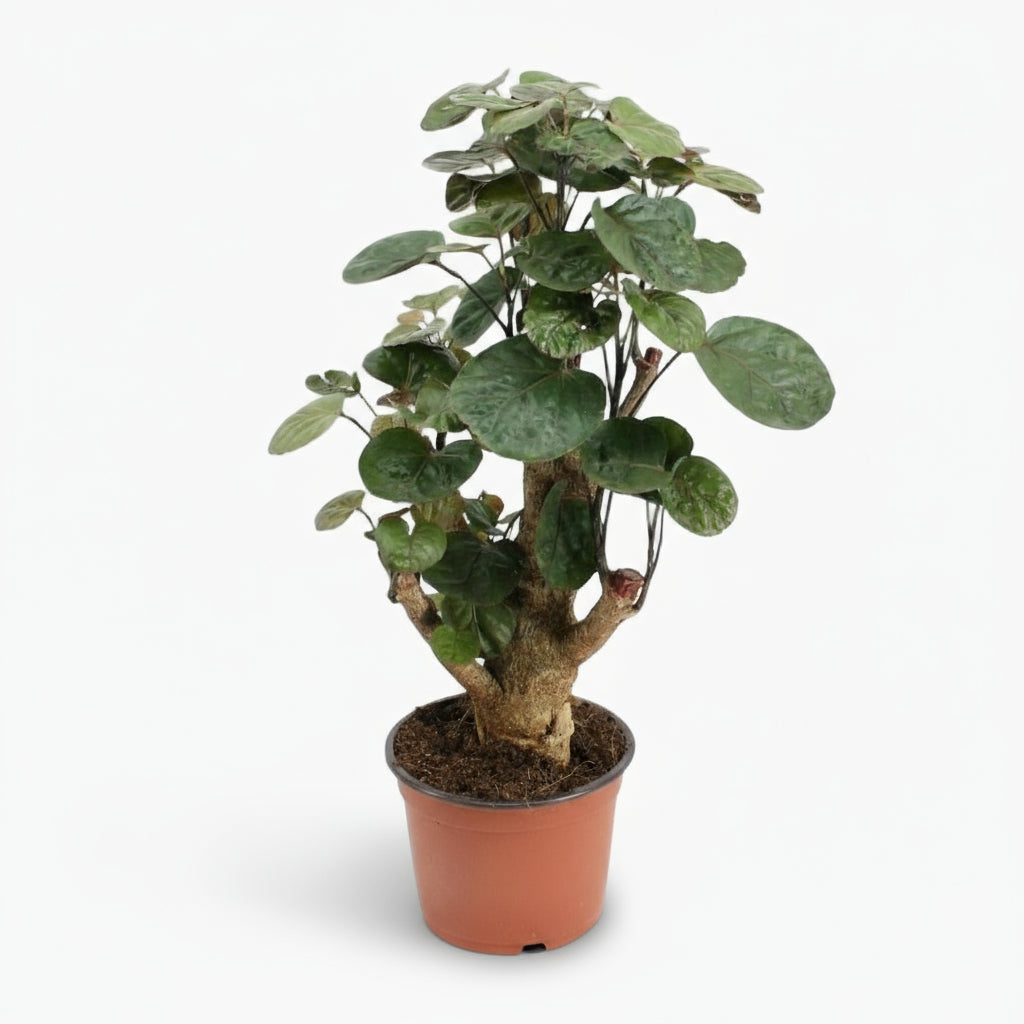 Polyscias Fabian – Aralia d’intérieur au feuillage pourpré - Verdeia