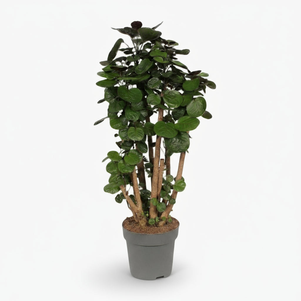 Polyscias Fabian – Aralia d’intérieur au feuillage pourpré - Verdeia