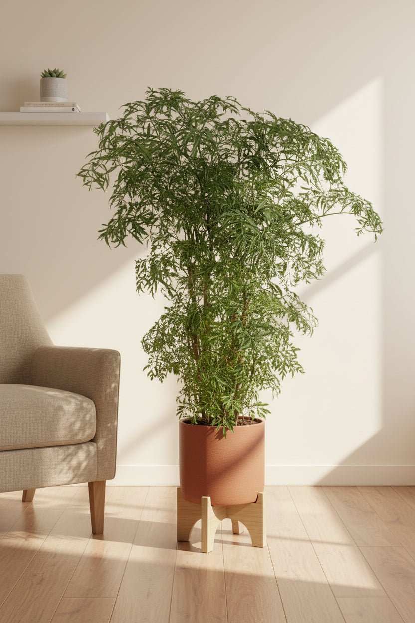 Polyscias Fruticosa — Aràlia — Ø21 cm — A75 cm - Verdeia - 4