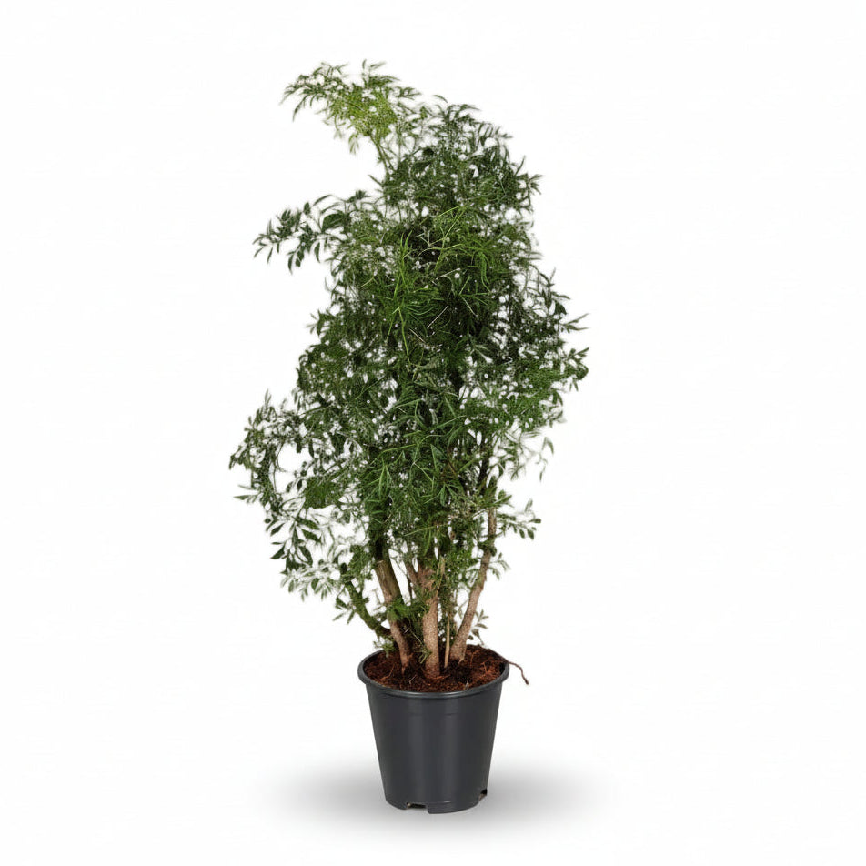 Polyscias Hawaiiana &