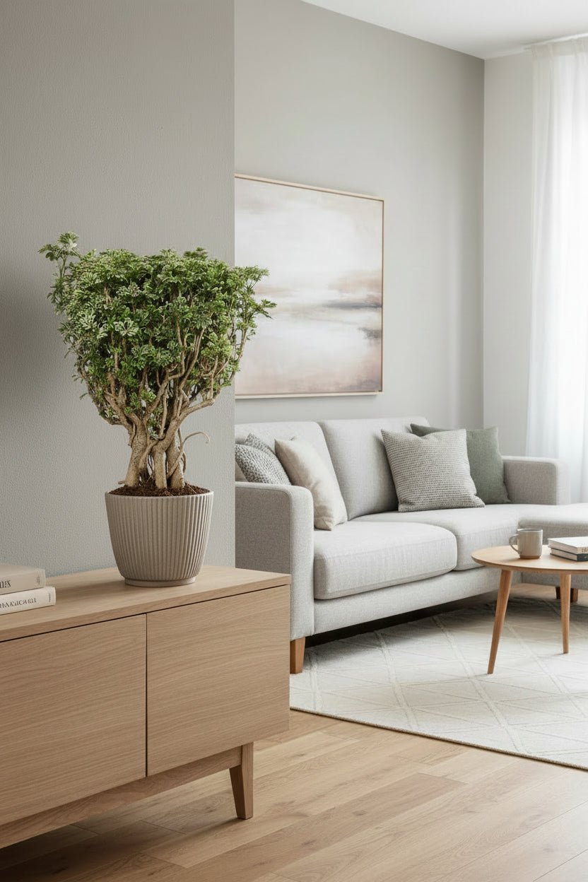 Polyscias Hawaiiana &