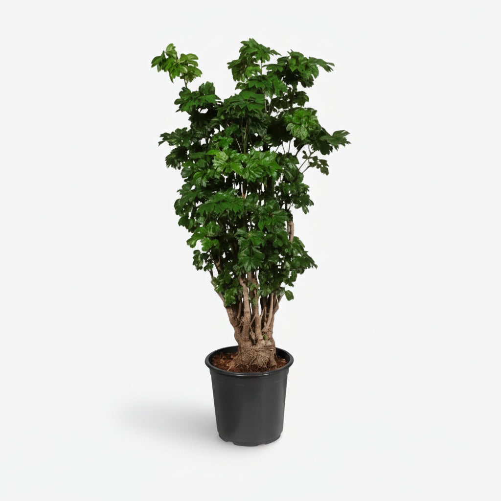 Polyscias Roble, Aralia de interior en su maceta de cultivo sobre fondo blanco