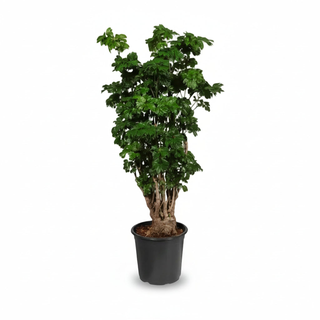 Polyscias Roble, Aralia de interior en su maceta de cultivo sobre fondo blanco