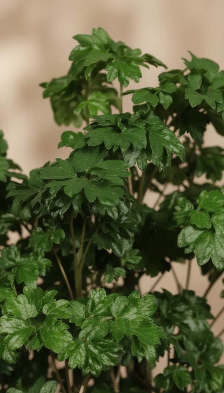 primer plano del follaje del Polyscias Roble, Aralia de interior