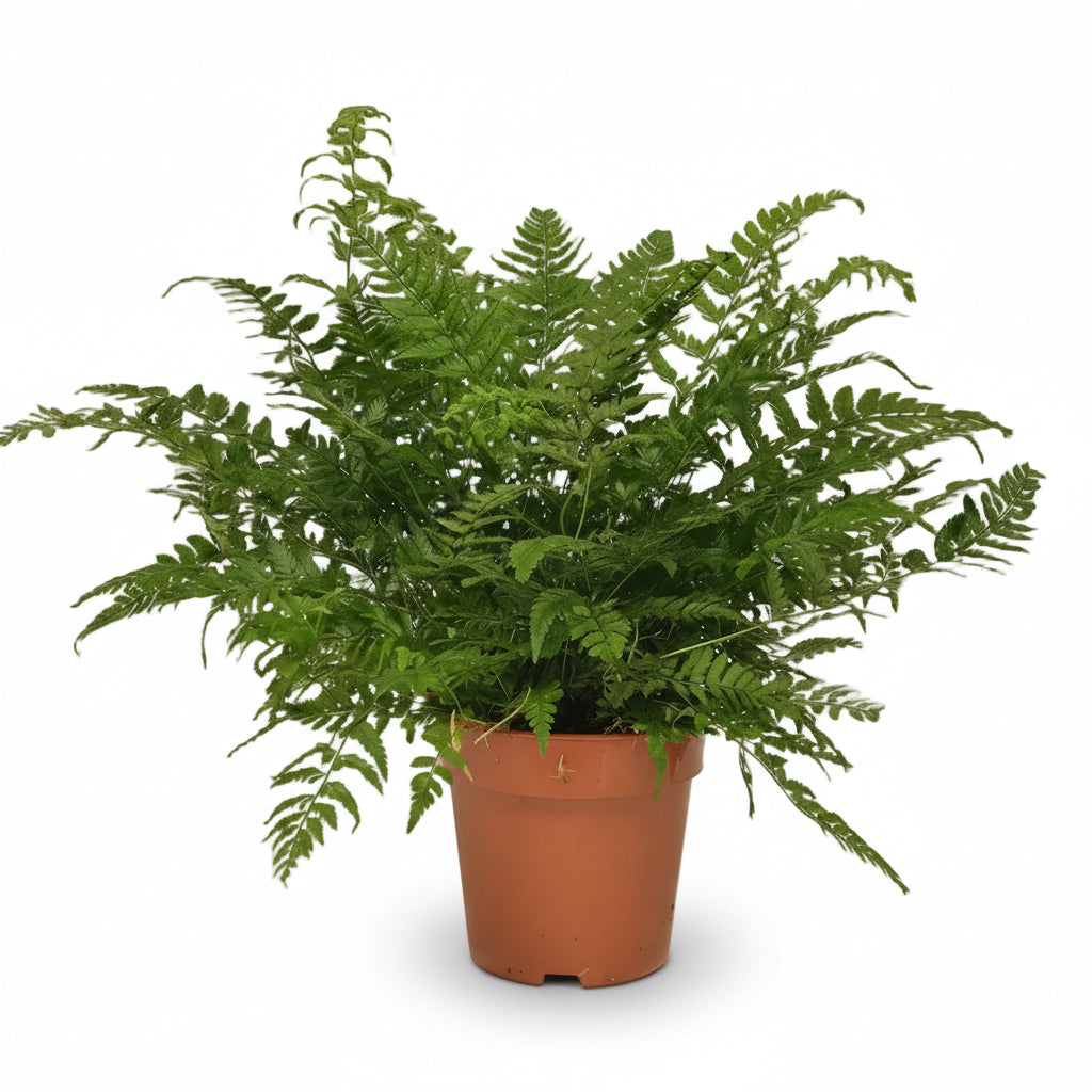Polystichum Tsussimense — Koreanischer Farn — Ø12 cm — H30 cm - Verdeia - 1