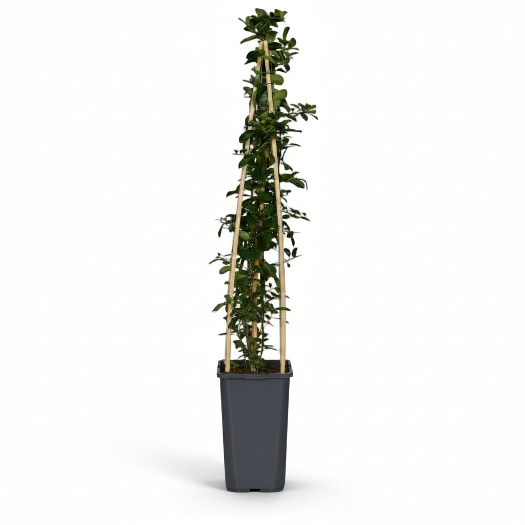 Pyracantha ‘Orange Glow’ – Espino de fuego naranja – D15cm x A65cm - Verdeia - 2
