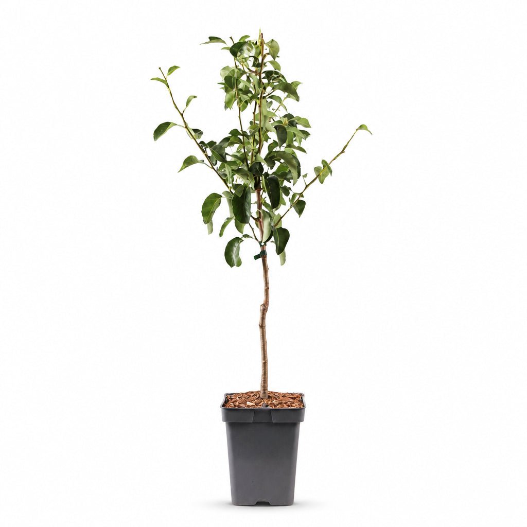 Pyrus communis &