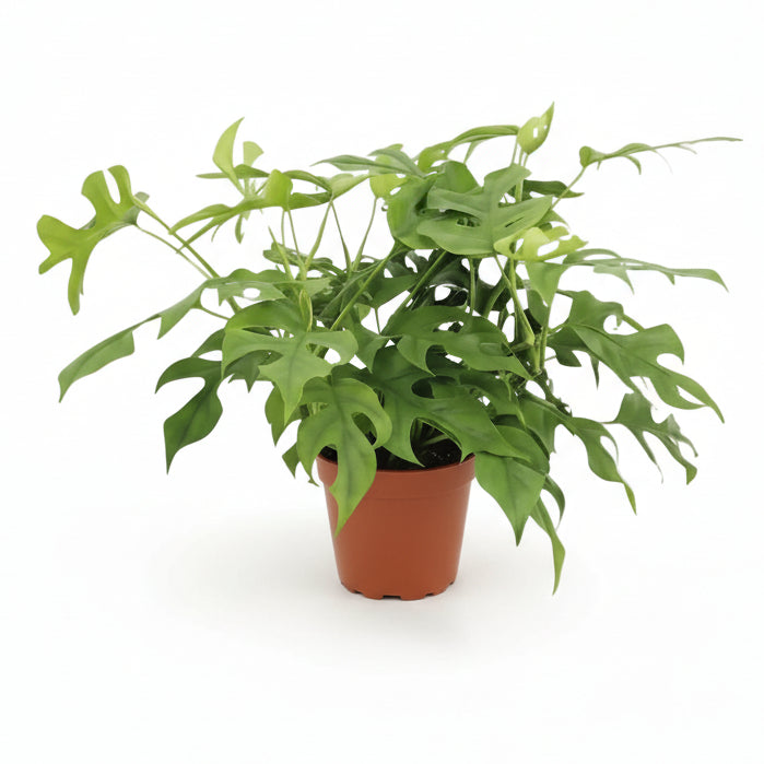 Rhaphidophora tetrasperma — Monstera Minima - Verdeia - 8