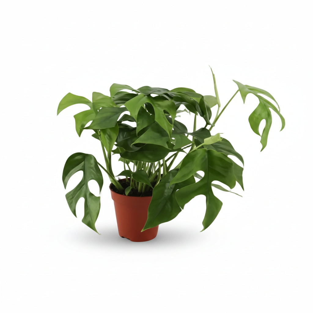 Rhaphidophora tetrasperma — Monstera Minima - Verdeia - 6