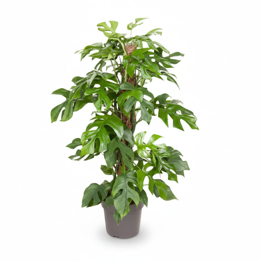 Rhaphidophora tetrasperma — Monstera Minima - Verdeia - 7