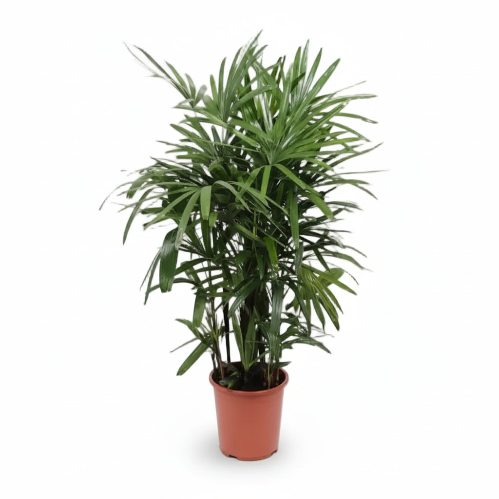 Rhapis Excelsa — Palma abanico — Ø27 cm — H120 cm - Verdeia - 1