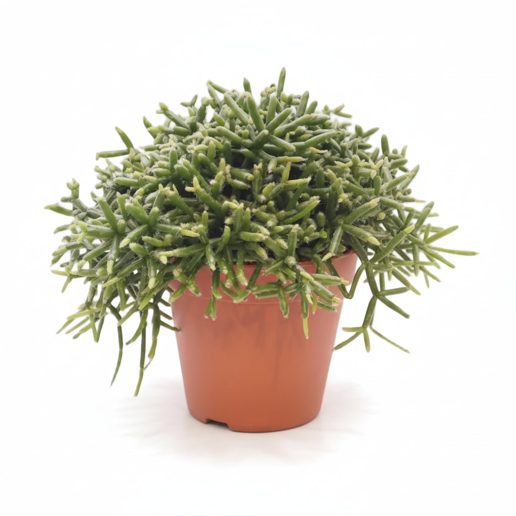 Rhipsalis Burchellii (Cactus gui) - Ø12cm - H20cm - Verdeia - 1