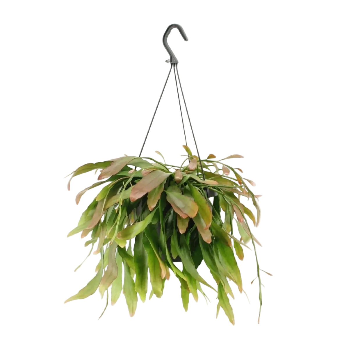 Rhipsalis Red Coral — Cactus corallo — Ø17 cm — H25 cm - Verdeia - 1