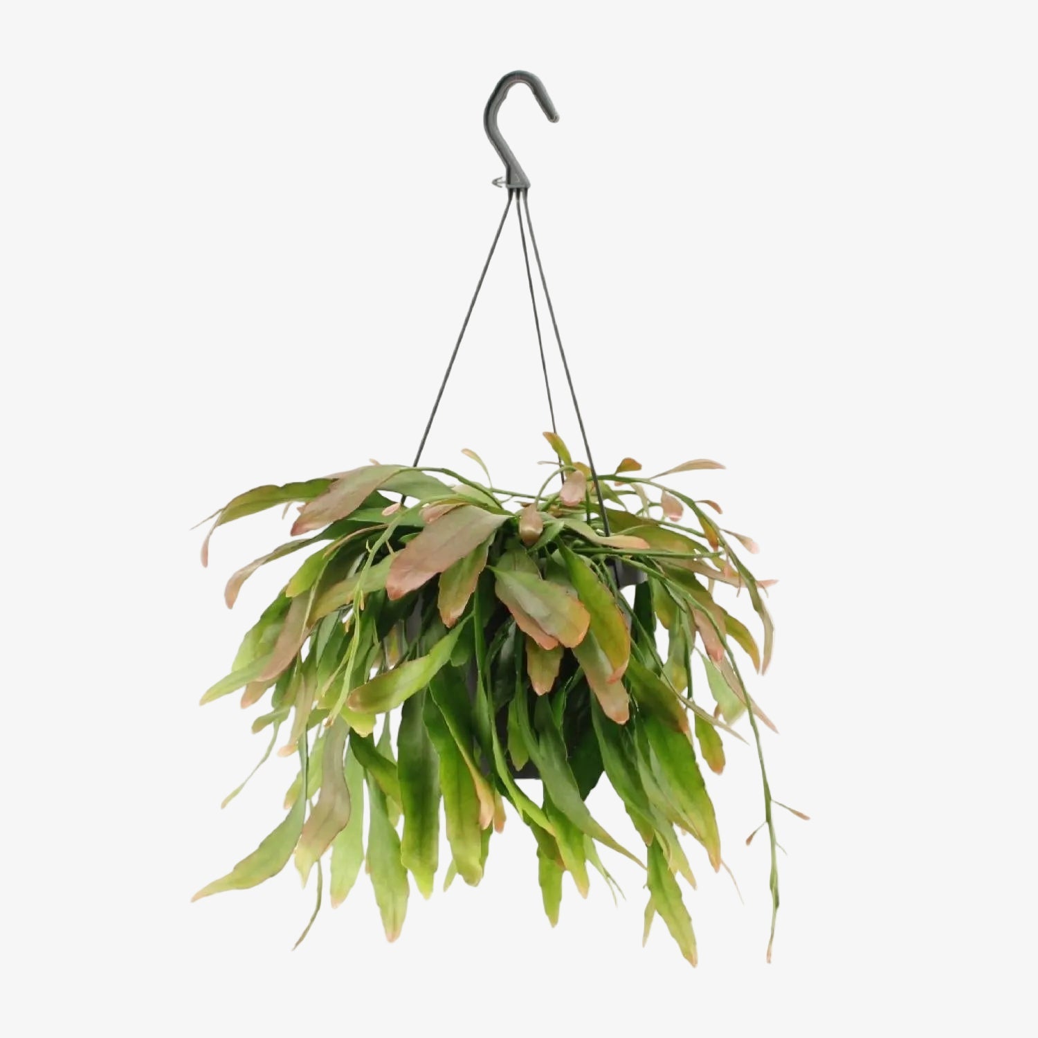 Rhipsalis Coral Rojo — Cactus coral — Ø17 cm — H25 cm - Verdeia - 1