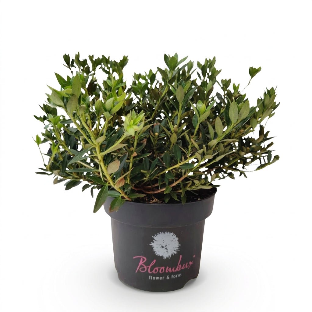 Rhododendron Bloombux® Light Pink (Rhododendron nain rose pâle) - Verdeia - 2