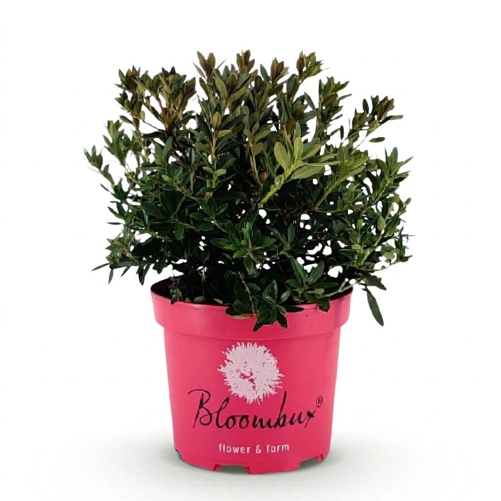 Rhododendron Bloombux® Magenta (Rhododendron nain rose intense) - Verdeia - 2