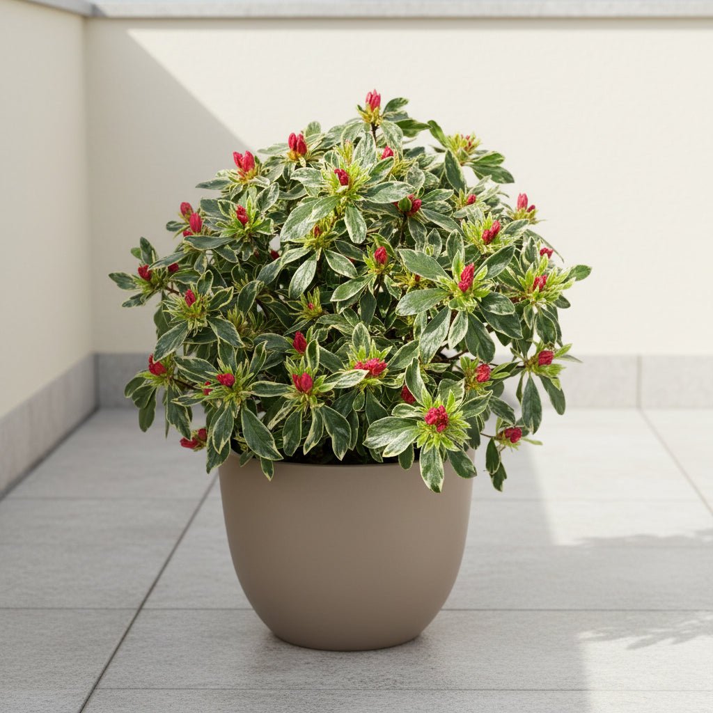 Rhododendron ‘Bollywood’ – Azalée rose panachée – D19 x H30 cm - Verdeia
